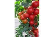 Педро F1 - томат индентерминантный, 500 семян, Moravo Seed, Чехия фото, цена